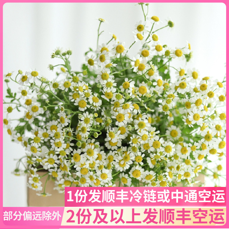 小洋甘菊鲜花云南直发昆明斗南花市插花水养真花基地小菊市场