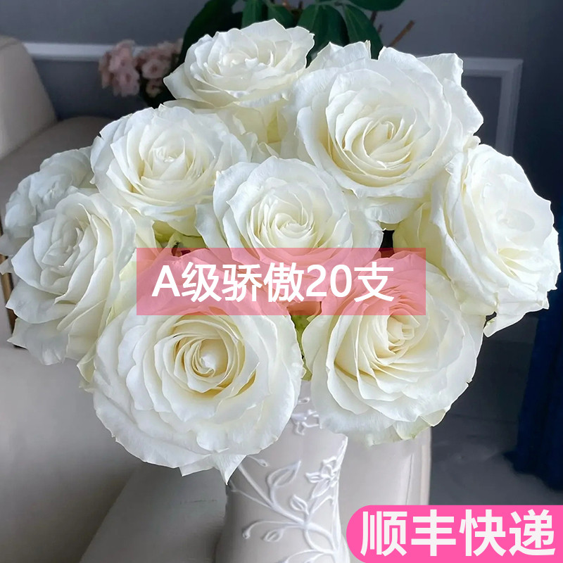 A级骄傲白玫瑰花基地直发