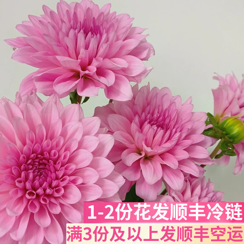 大丽花手捧花小众鲜花