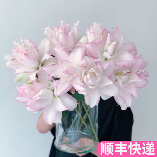 冰美人重瓣百合花鲜花基地直发