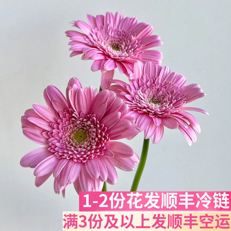 西西里非洲菊扶郎花鲜切花