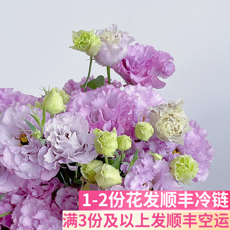 波浪浅紫色桔梗花鲜花云南直发基地昆明斗南花卉市场吉水养洋桔梗