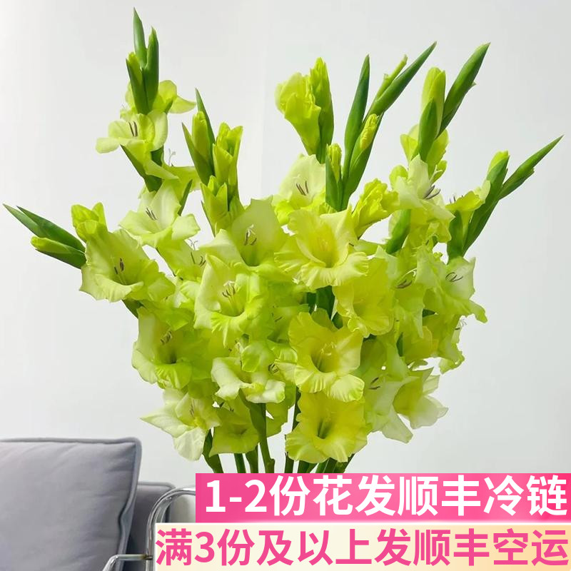 绿色剑兰鲜花鲜切花客厅