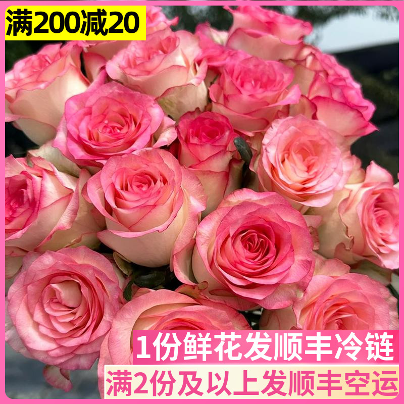 爱莎玫瑰情人节送女友