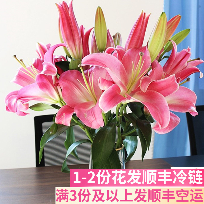 10支双头玫红色百合花鲜花花束水养云南斗南基地直发香水花卉市场