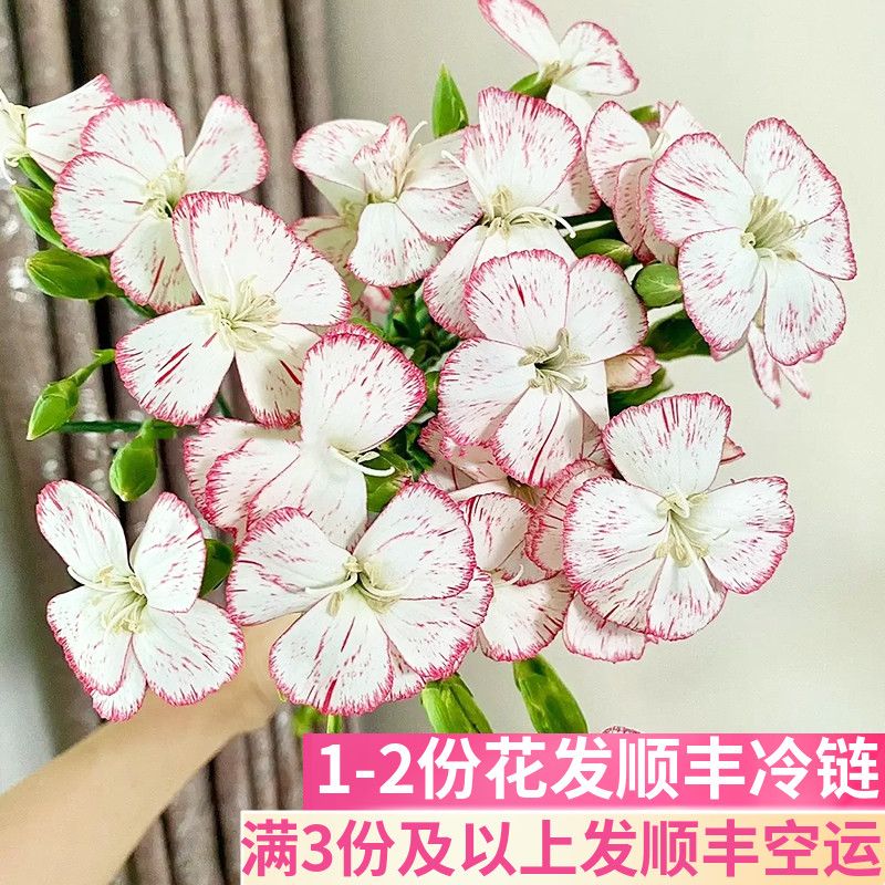 蜜桃多头康乃馨鲜花基地直发