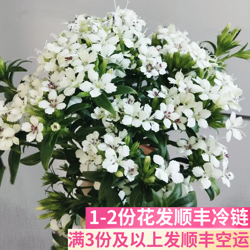 白色青梅配花配草基地直发