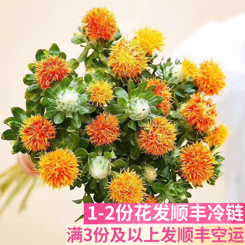 橙菠萝客厅鲜花基地直发