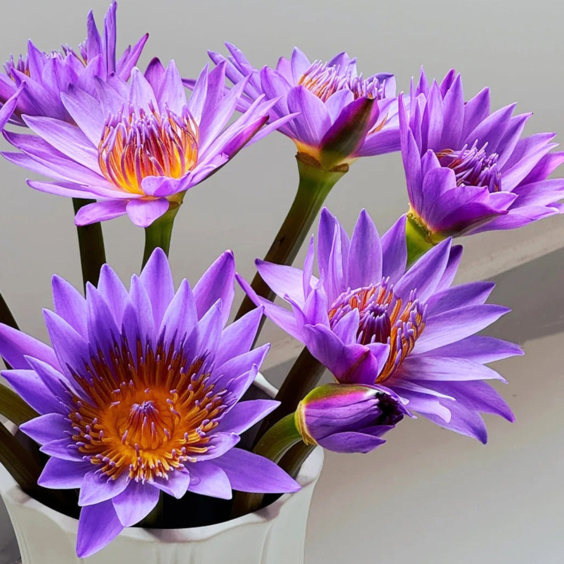 睡莲紫莲花莲花插花礼物斗南鲜花基地直发花卉市场批鲜切花发顺丰