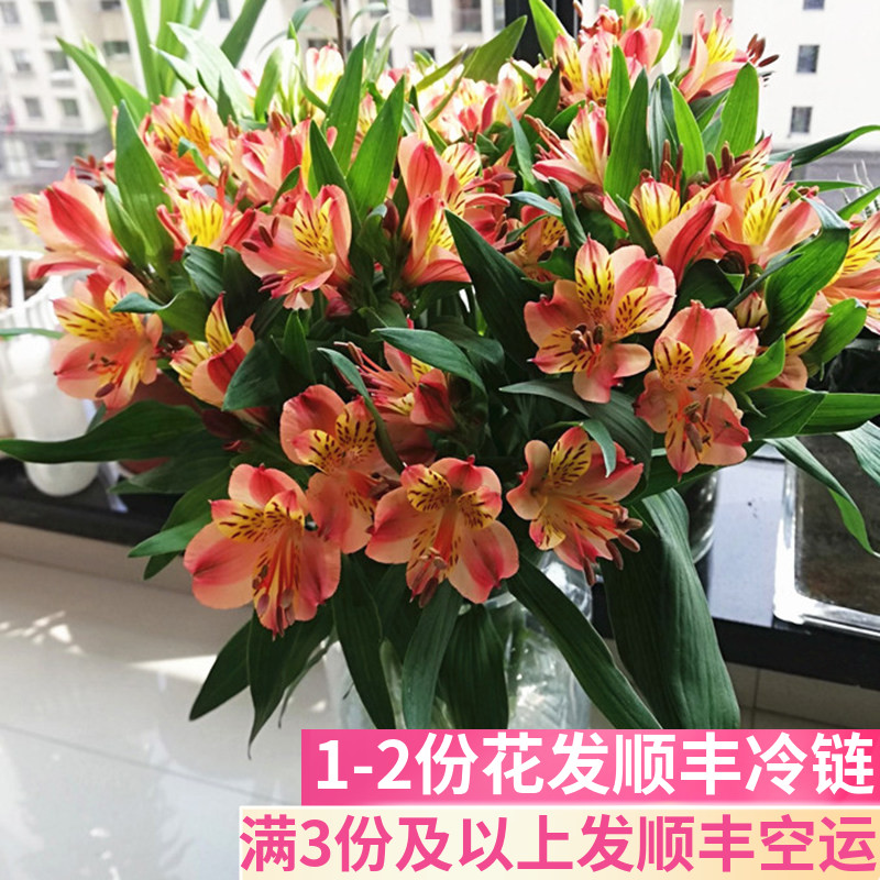 橙色水仙百合昆明斗南鲜花基地直发花束花卉家用水养六出花六初花