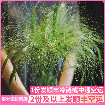 喷泉草云南昆明鲜花基地直发