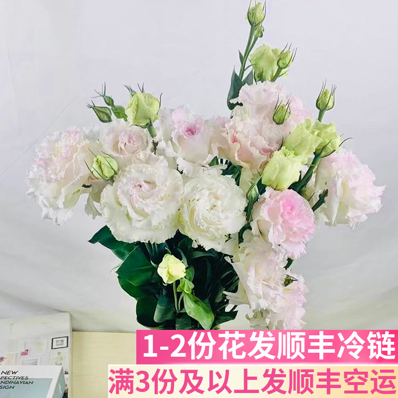 冰淇淋洋桔梗客厅鲜花基地直发