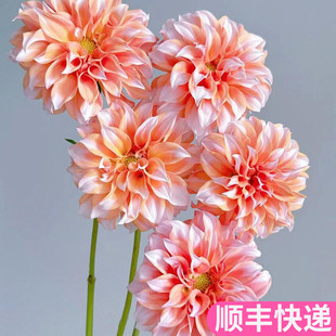 奶油桃子小众礼物花艺稀有斗南基地直发花卉市场批鲜切顺丰大丽花