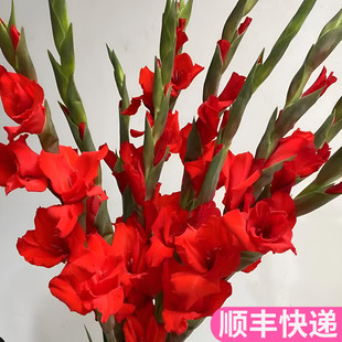 剑兰鲜切花唐菖蒲鲜花办公室插花家用斗南基地直发真客厅花卉市场