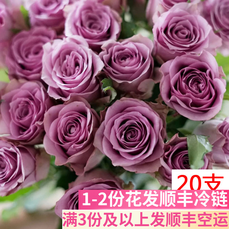 A级紫霞仙子玫瑰鲜花云南直发直