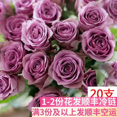 A级紫霞仙子玫瑰鲜花云南直发直