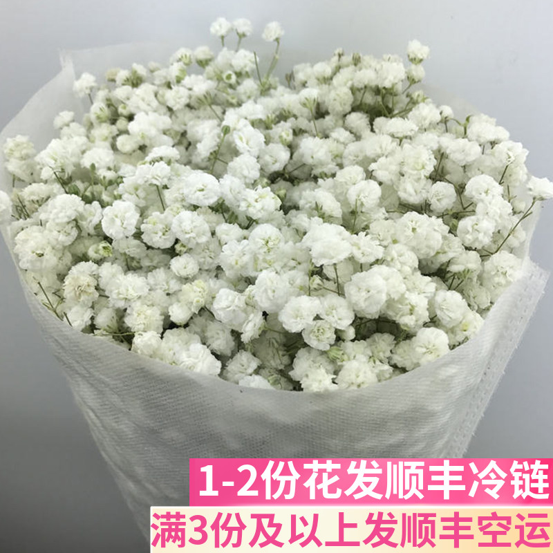 基地直批超大巨型昆明伊洛斯鲜花