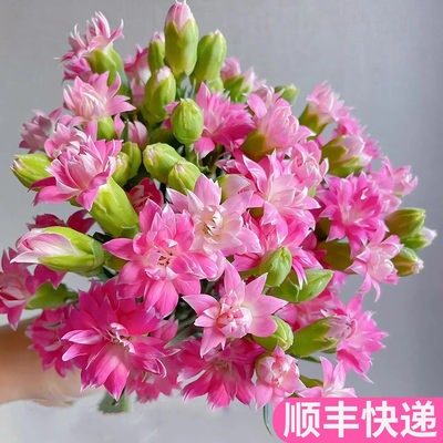粉星太子多头康乃馨鲜花家用插花
