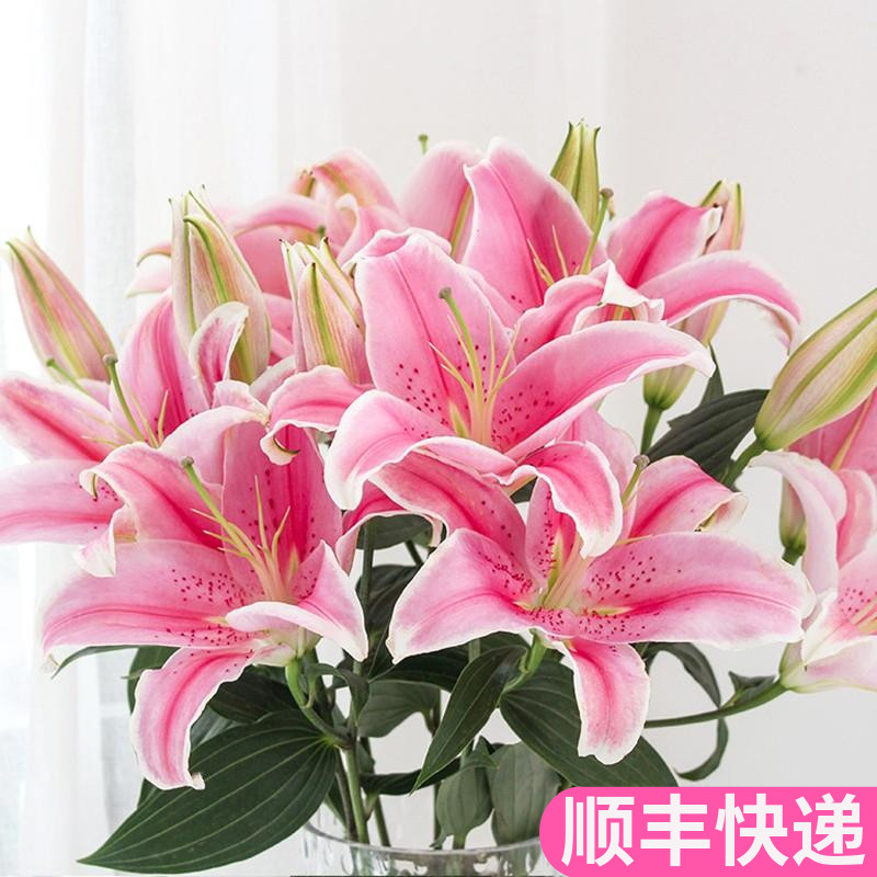 粉色香水百合鲜花索尔邦鲜切花云南基地直发客厅家用插花婚礼真花