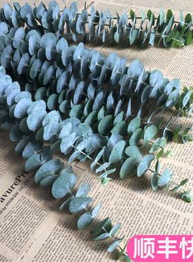尤加利叶新鲜鲜花云南直发基地真花家用水养斗南花市配花配叶配草