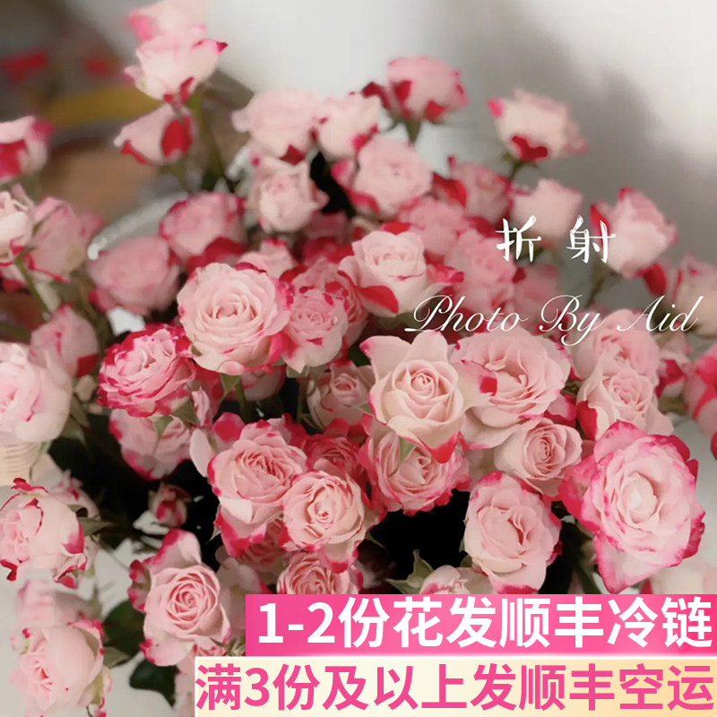 折射多头玫瑰泡泡云南基地直发