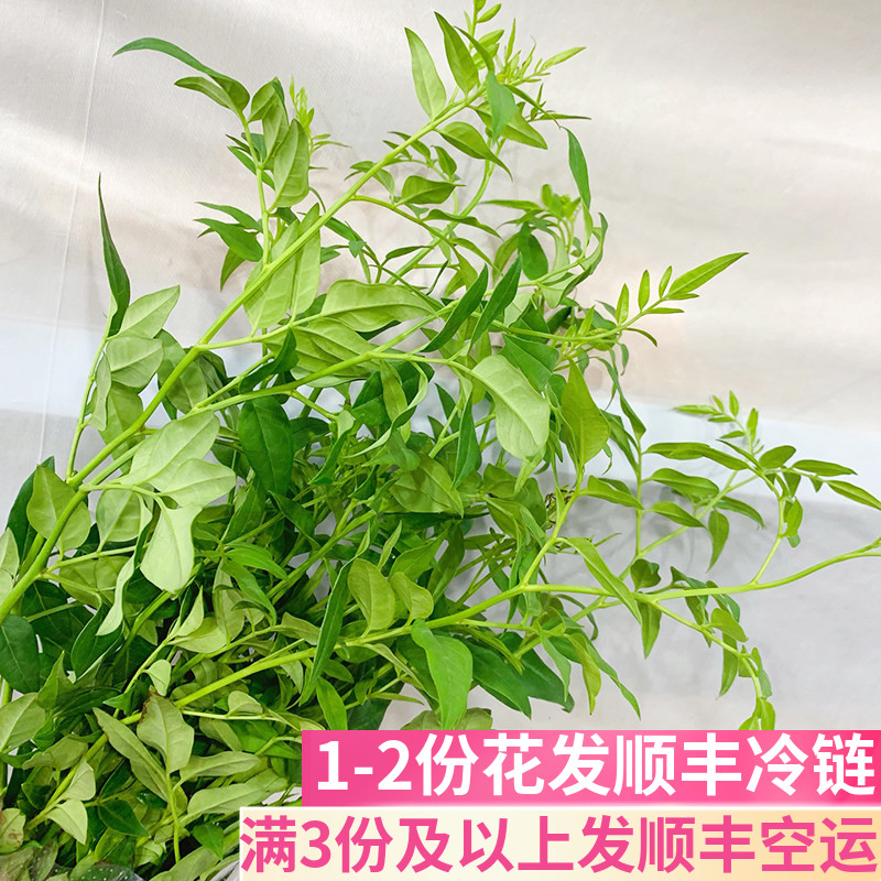 九星叶配叶配花鲜花基地直发图片