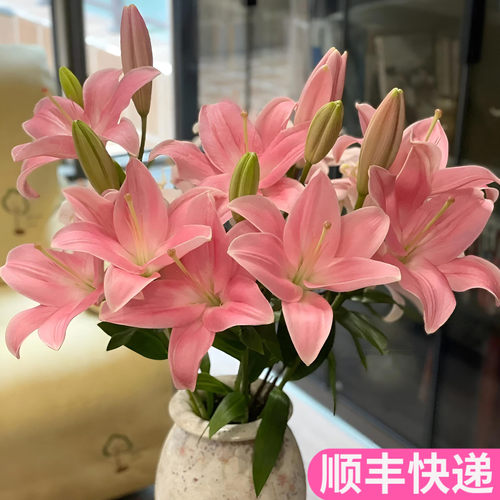 小粉仙粉色亚百合鲜切花