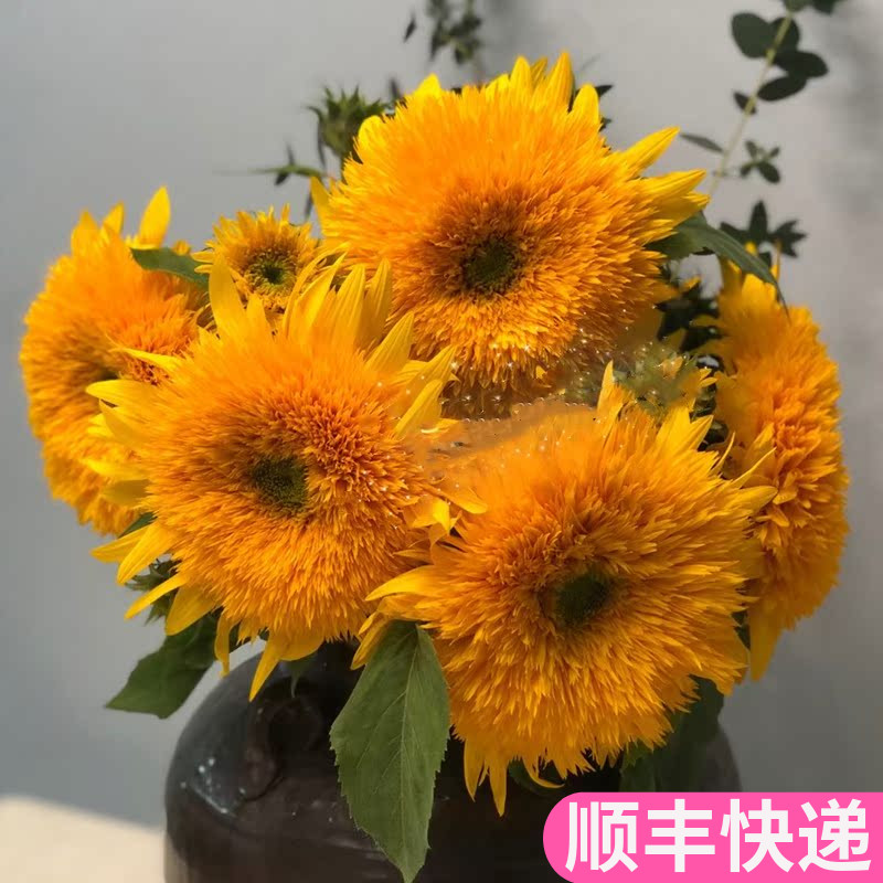 泰迪向日葵鲜花云南斗南基地直发昆明花卉市场批鲜切花发重瓣真花