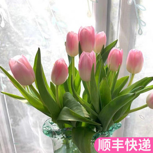 郁金香水养云南斗南鲜花基地直发昆明花卉市场插瓶花市批真花发