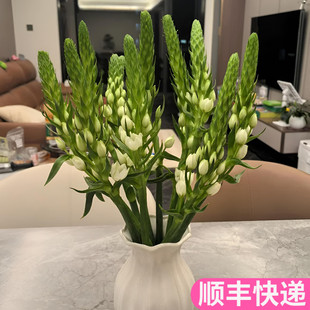 圣心百合鲜花白色圣星插花办公室斗南基地直发昆明花卉市场鲜切花