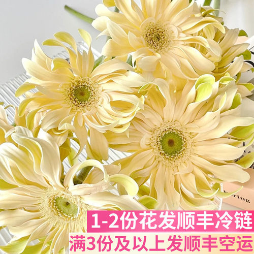 香格里拉卷边弗朗基地直发