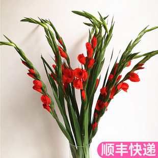 剑兰切花鲜花云南直发基地昆明斗南水培真花水养家用鲜切花节节高