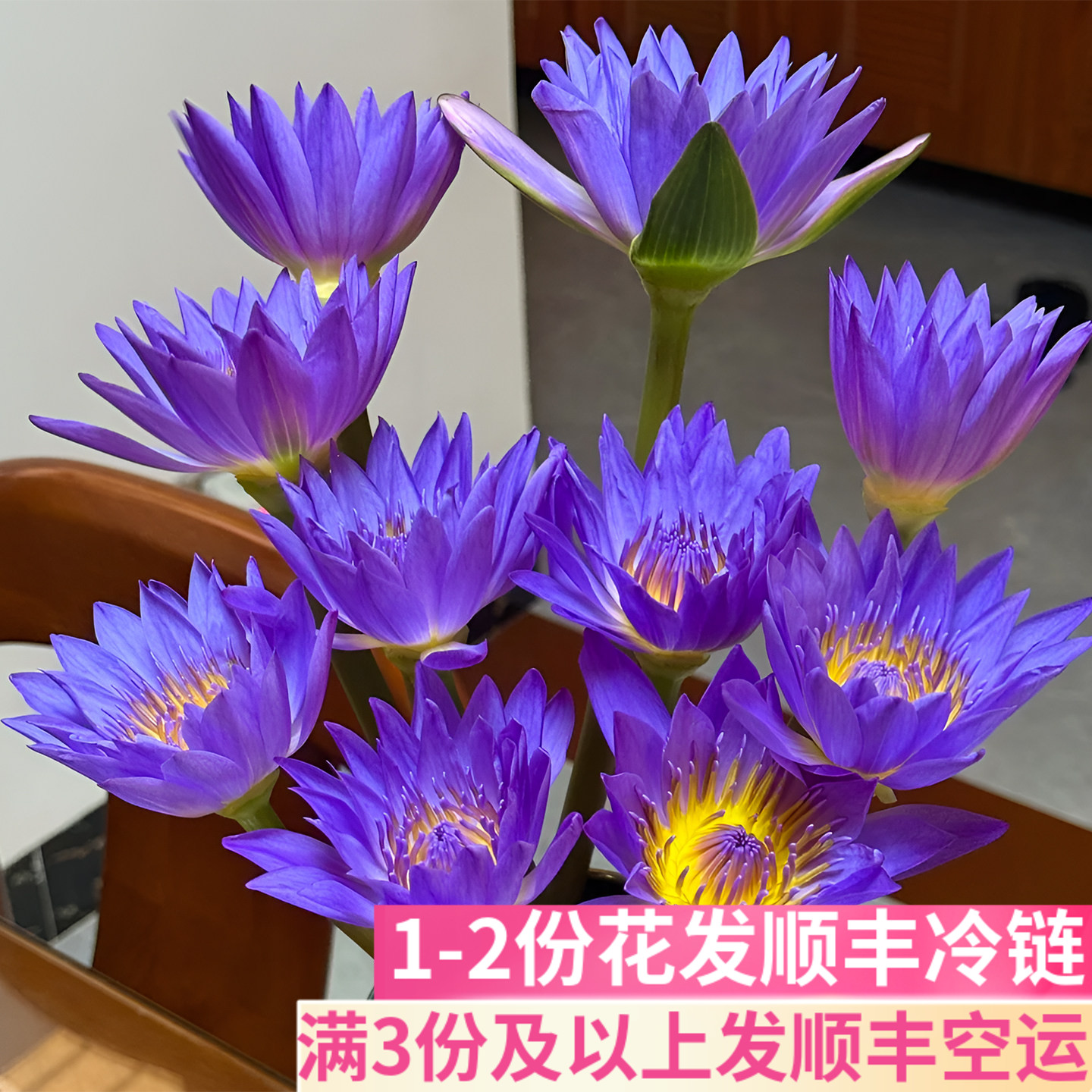 睡莲紫莲花供佛插花蓝莲花