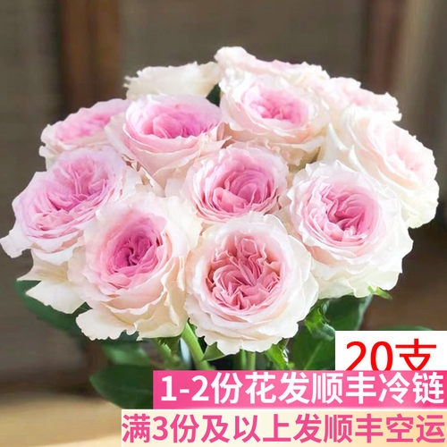 A级洛神玫瑰鲜花云南插花新鲜
