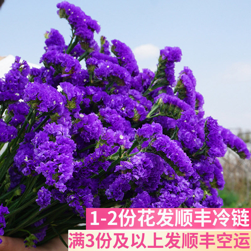 勿忘我半干花云南基地直发
