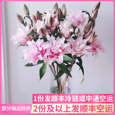 伊莎贝拉重瓣百合鲜花基地直发