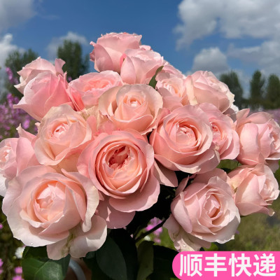 粉色凯瑟琳玫瑰花稀有小众鲜切花