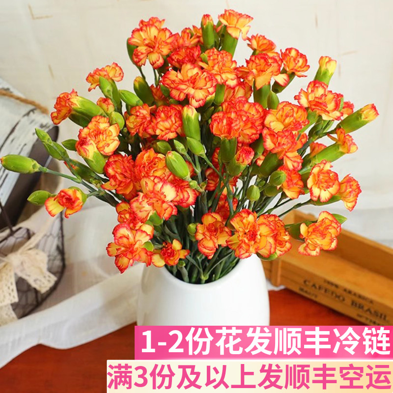桑巴多头康乃馨云南基地直发