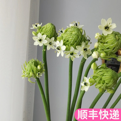 天鹅绒客厅鲜花基地直发