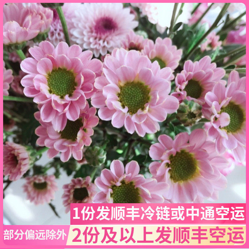 罗西粉纽扣菊鲜花小雏菊小皱菊邹稚鲜花云南直发基地昆明斗南粉色