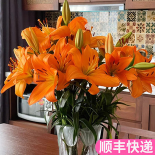 橙色亚百合鲜花云南基地直发花束花卉真花水养斗南花市插花家用