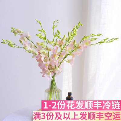 泰国进口洋兰花串云南粉色基地