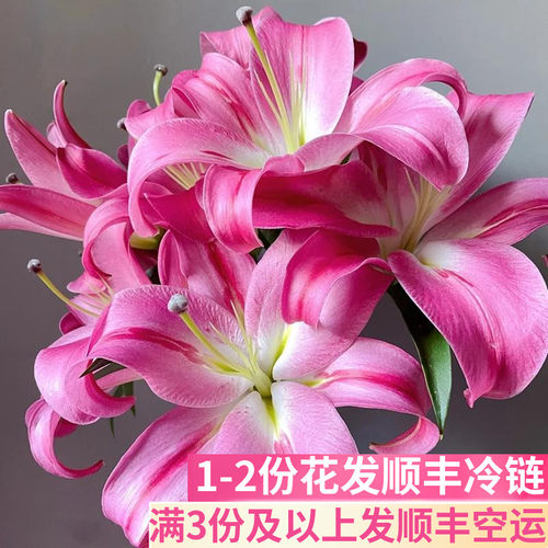 玫红色香水百合鲜花基地直发