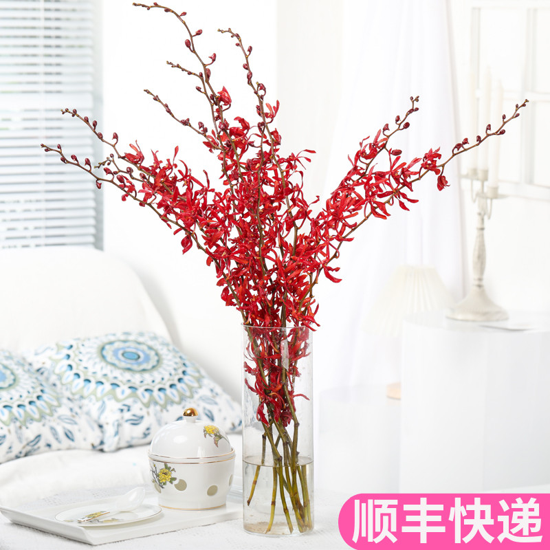 万代兰水养鲜切花鲜花基地直发