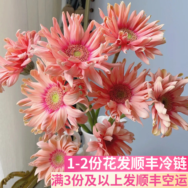 亚丁卷边客厅扶郎花基地直发