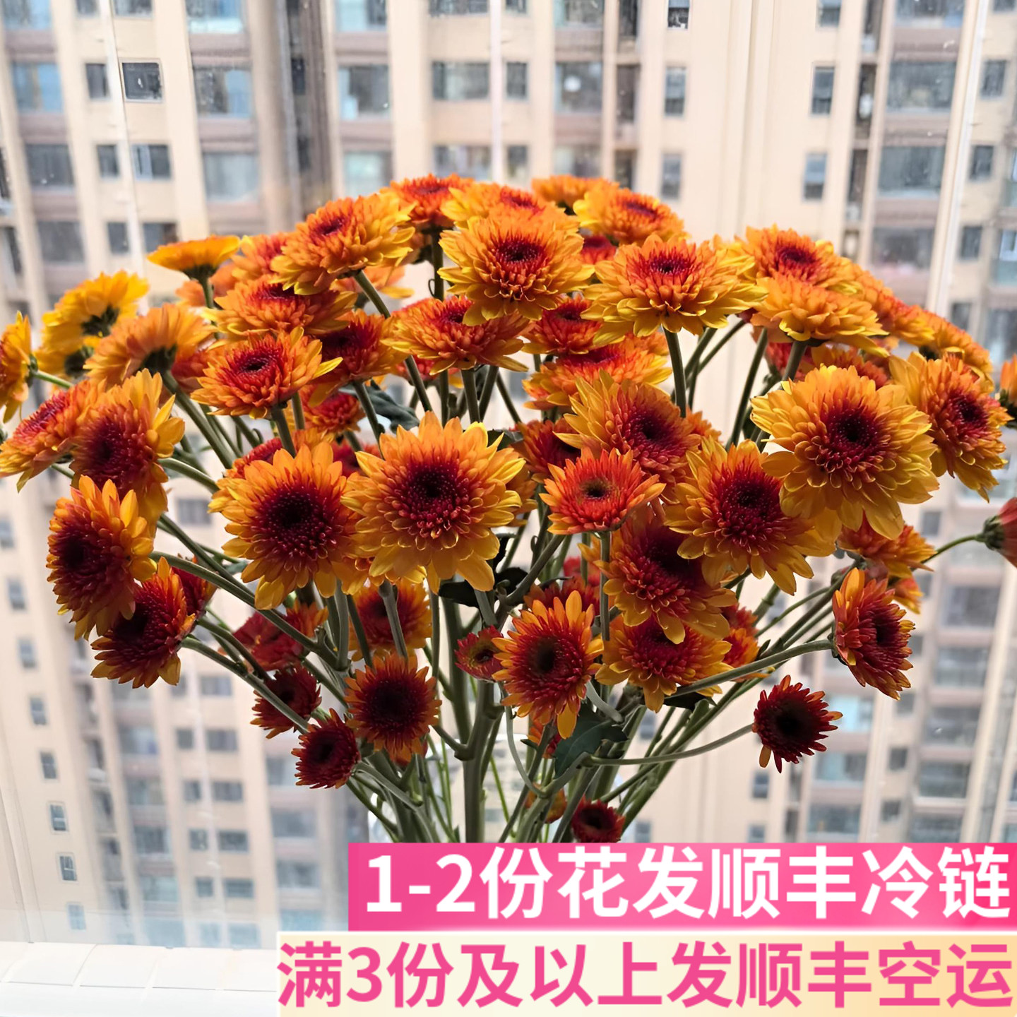 云南本地直发橙色布鲁诺橙小菊