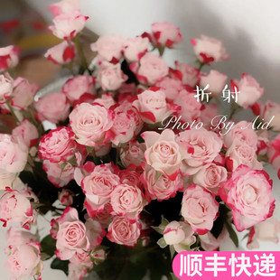 折射多头玫瑰泡泡云南斗南鲜花基地直发昆明花卉市场粉批鲜切花发