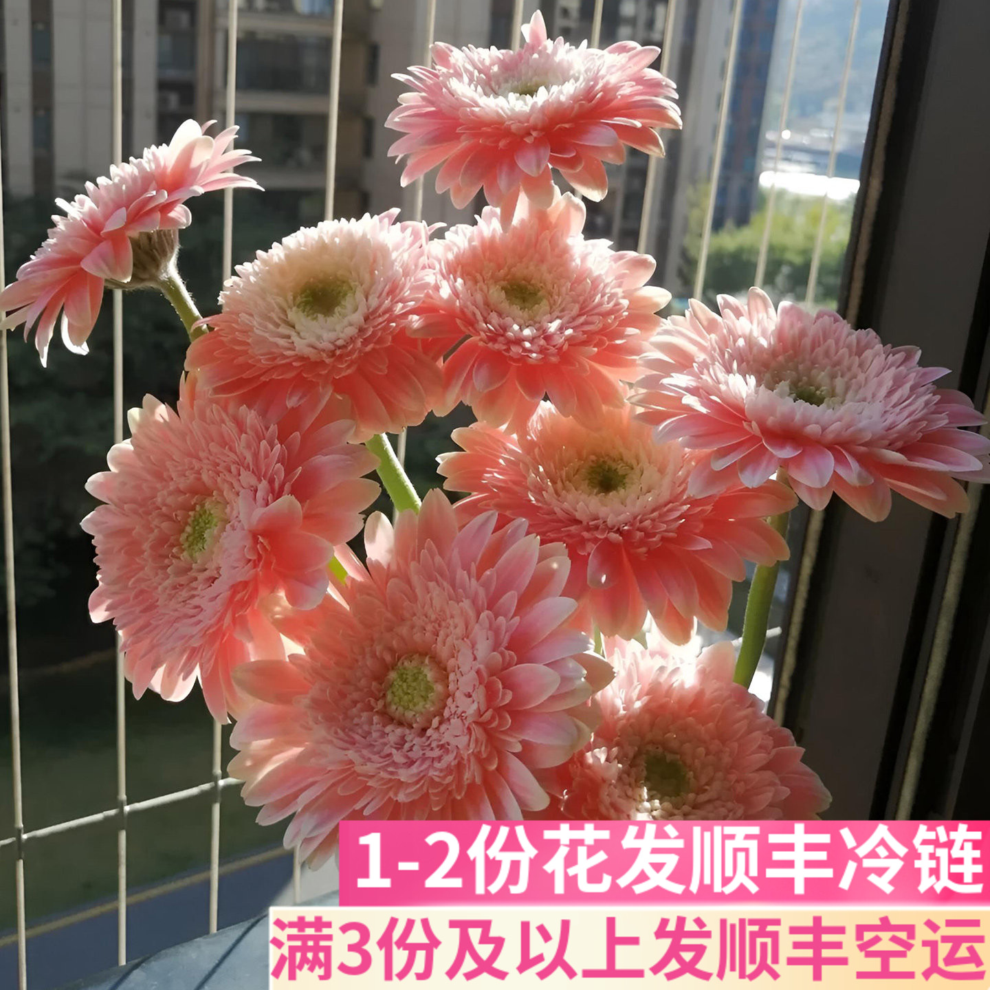 泽娜非洲菊弗朗花花艺客厅插花