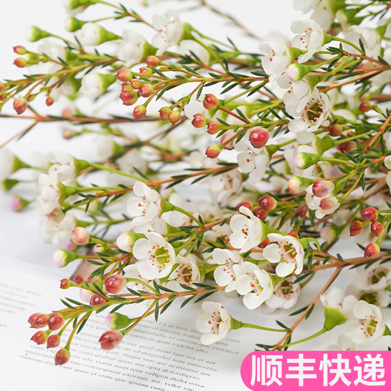 腊梅插花云南斗南鲜花基地直发花卉市场室内客厅鲜切澳洲奥洲澳梅