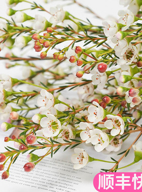 腊梅插花云南斗南鲜花基地直发花卉市场室内客厅鲜切澳洲奥洲澳梅